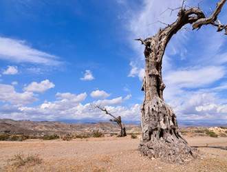 foto de baixo angulo de uma arvore morta em um deserto com um ceu azul claro 181624 13466