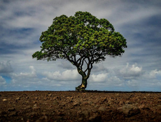 CERRADO
