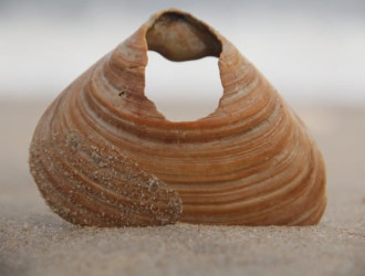 molusco
