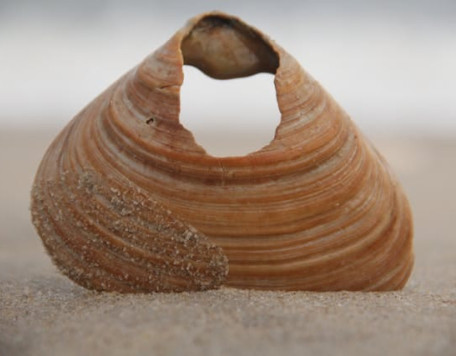 molusco
