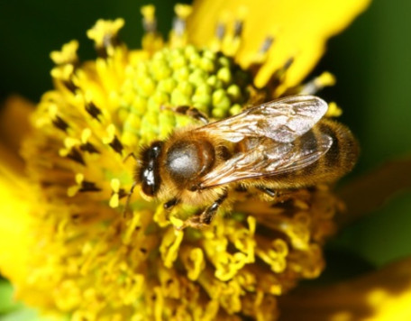 Earth 34 Bee
